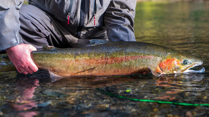 Winter Steelhead Worm Fishing
