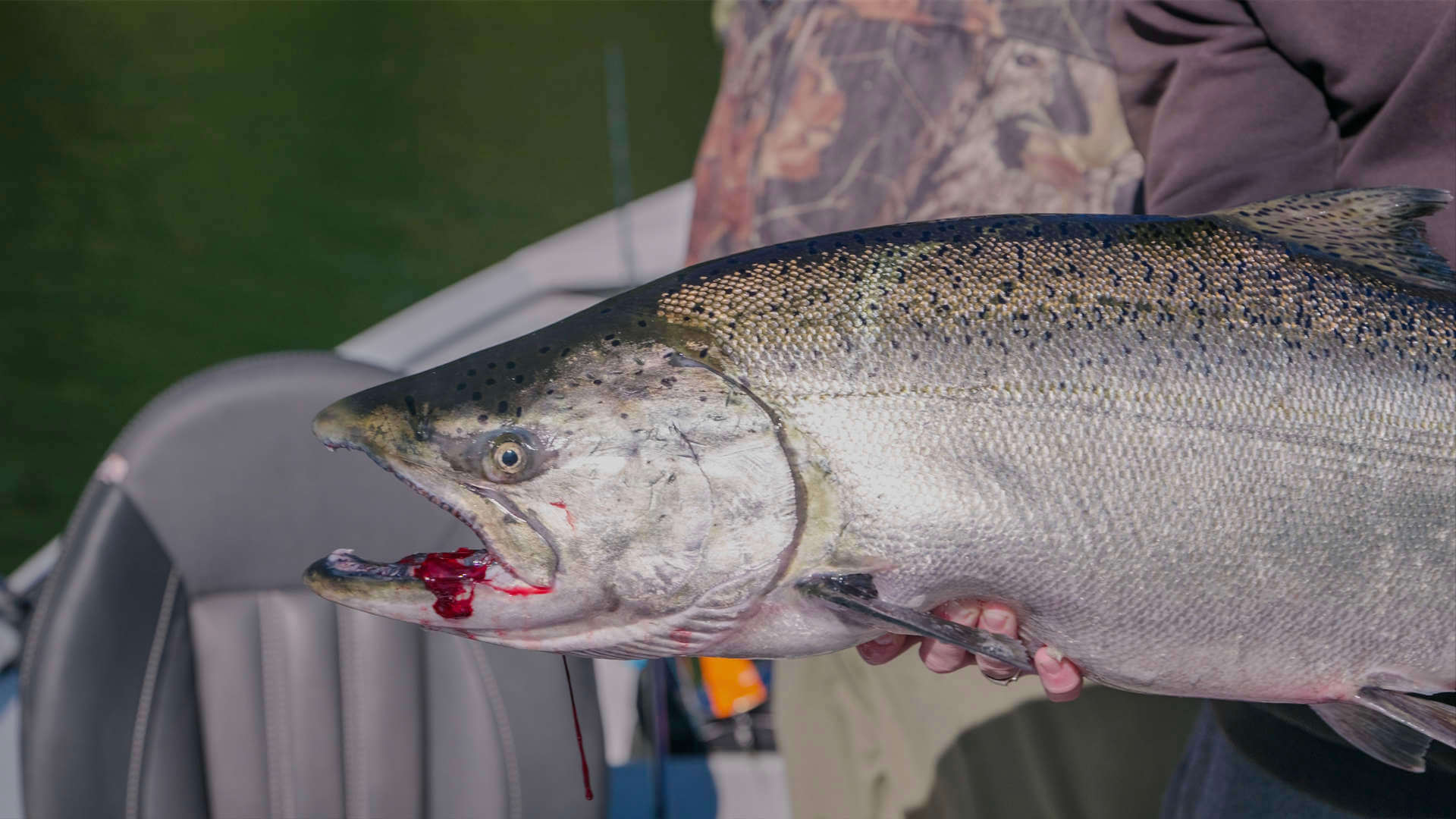 Tidewater Fall Chinook
