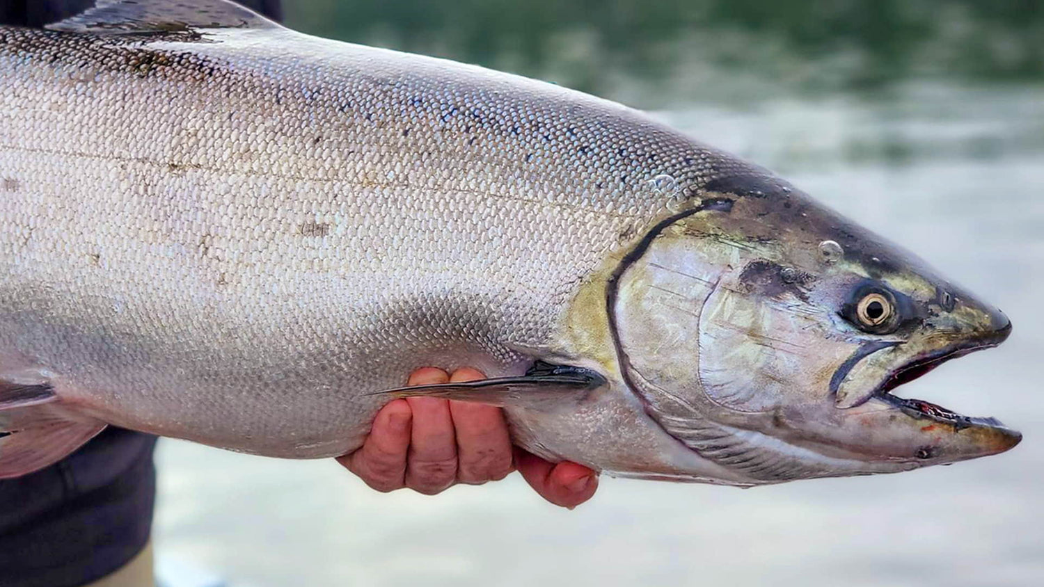 Tidewater Fall Chinook
