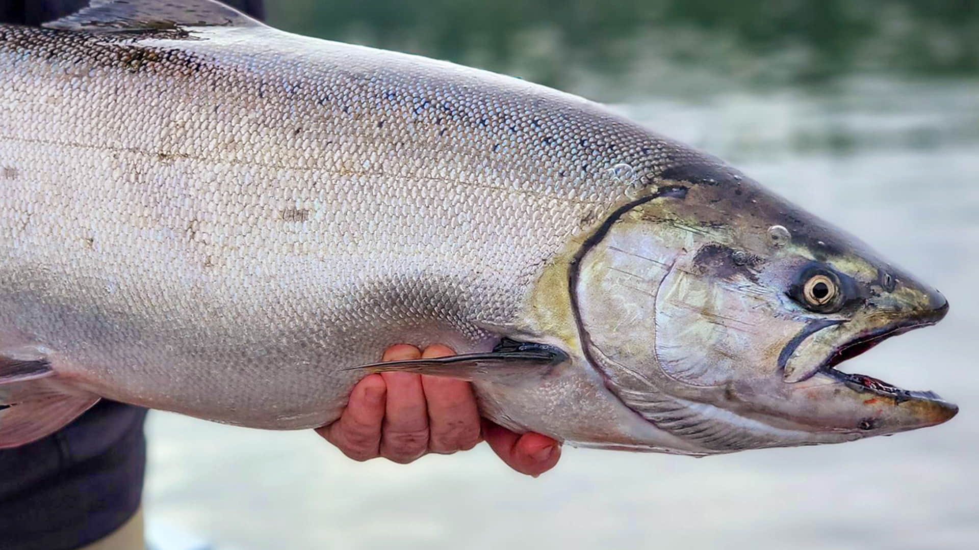 Tidewater Fall Chinook