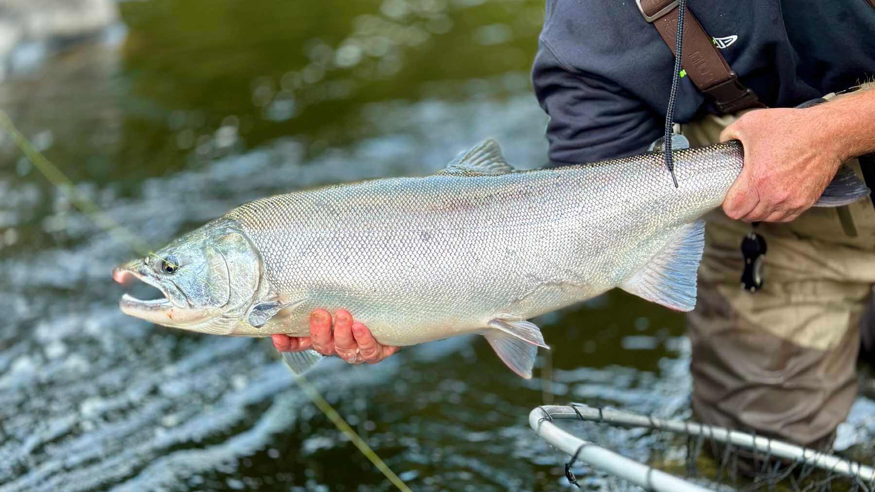 Coho Madness