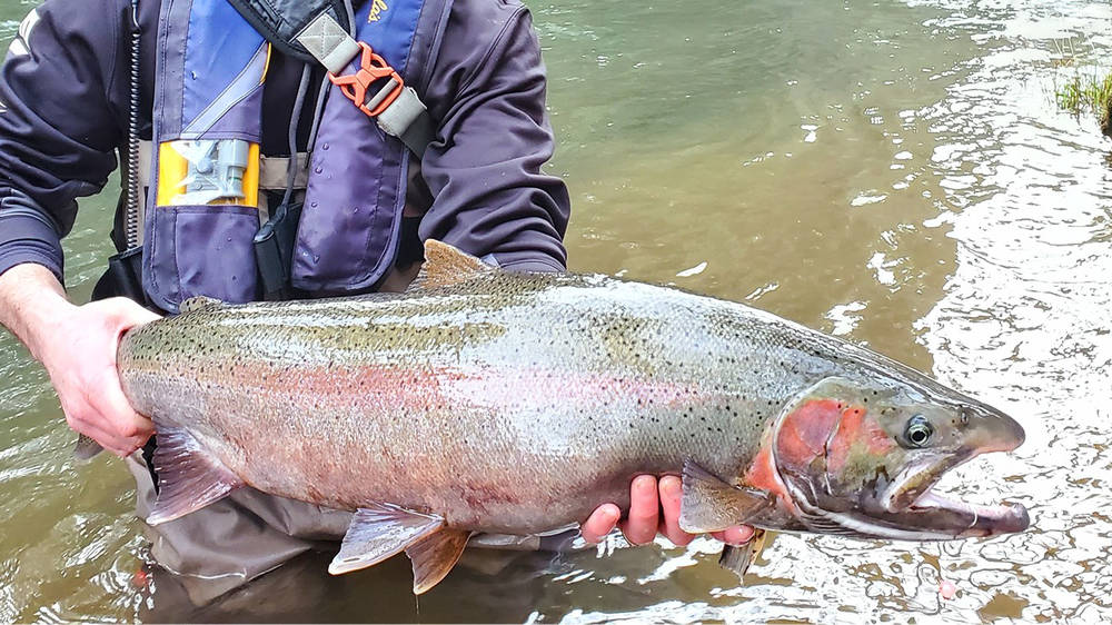 Pins & Beads - Steelhead