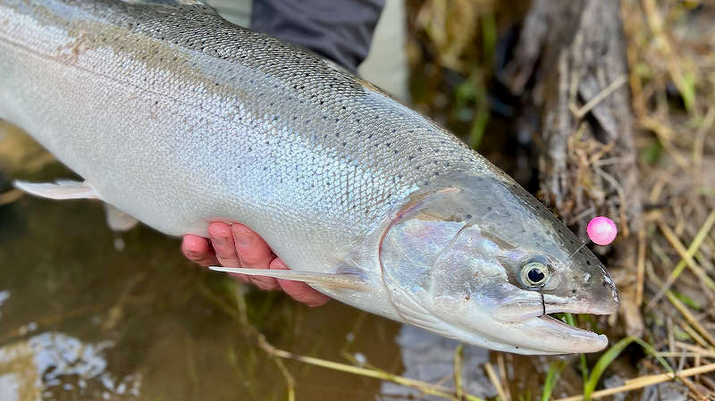 Coastal Winter Steelhead