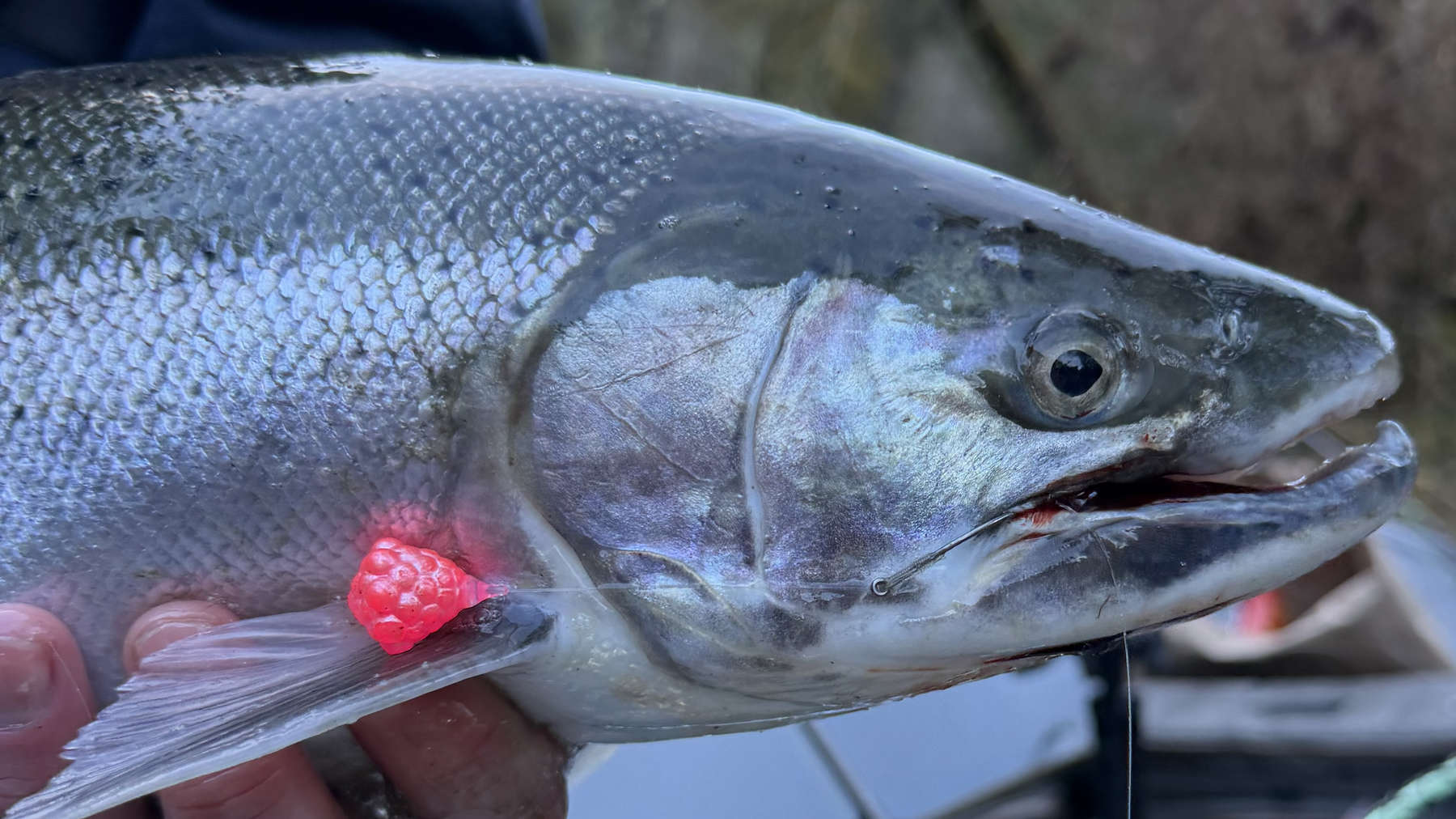 Winter Steelhead Beatdown