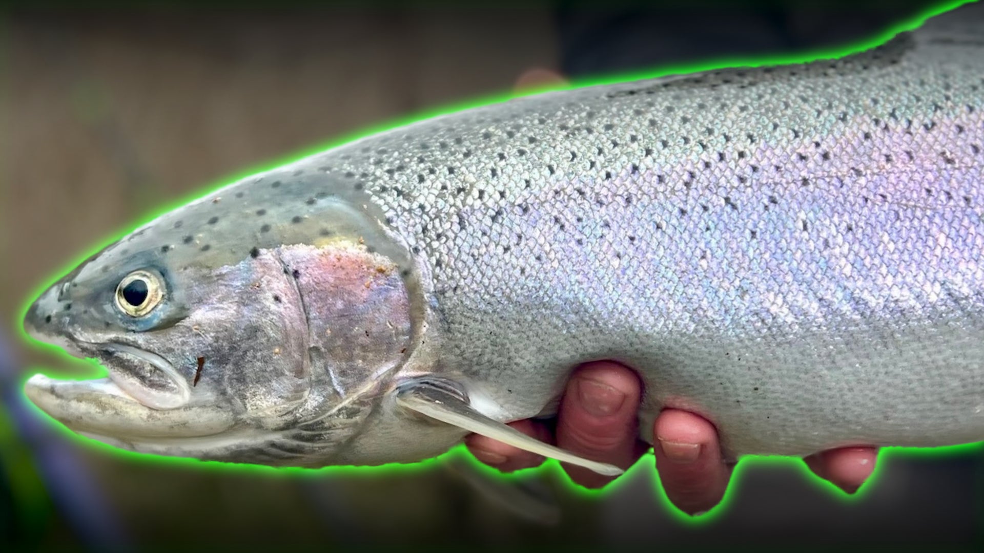 Rogue Winter Steelhead