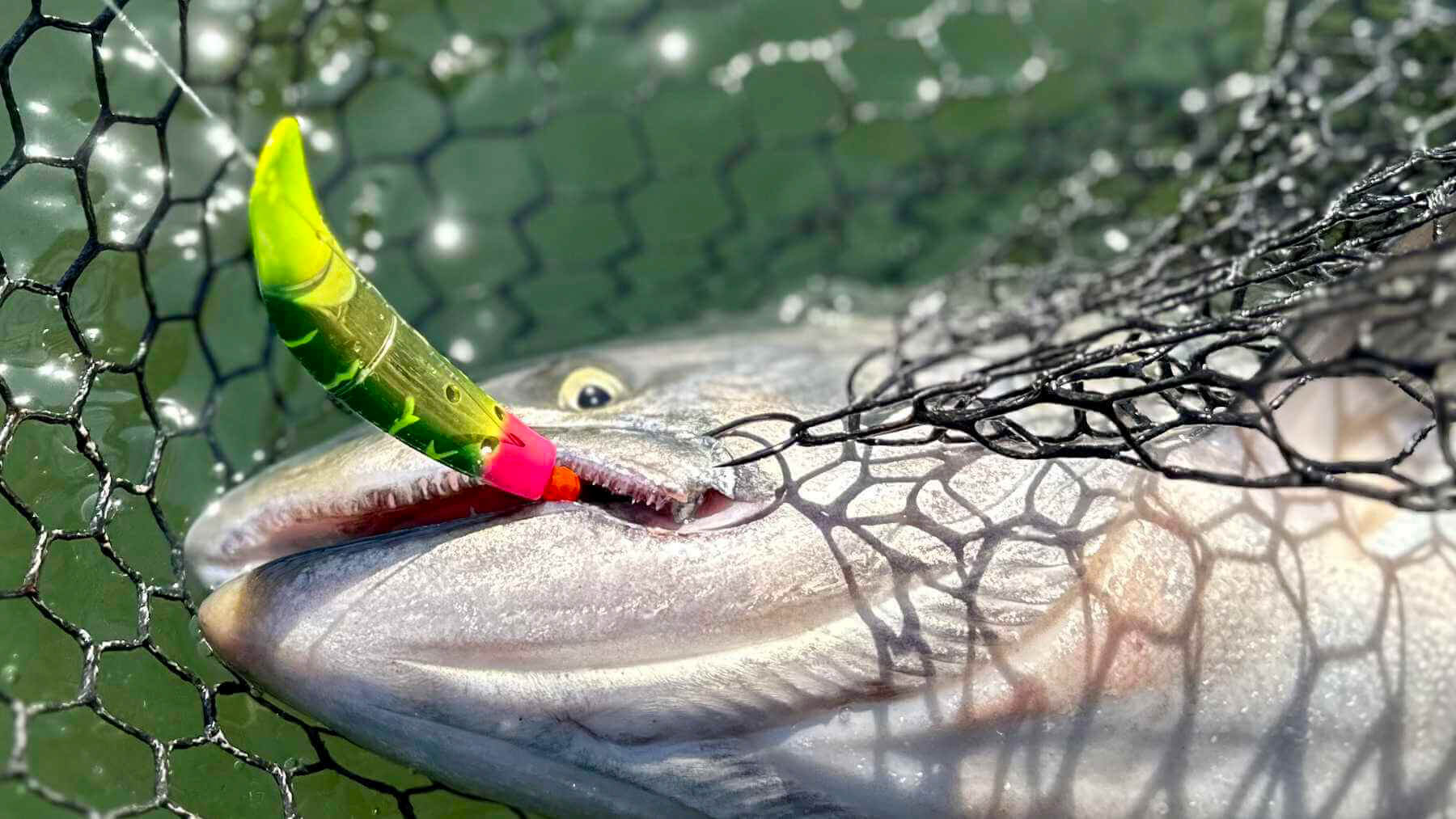 Yakima Bait