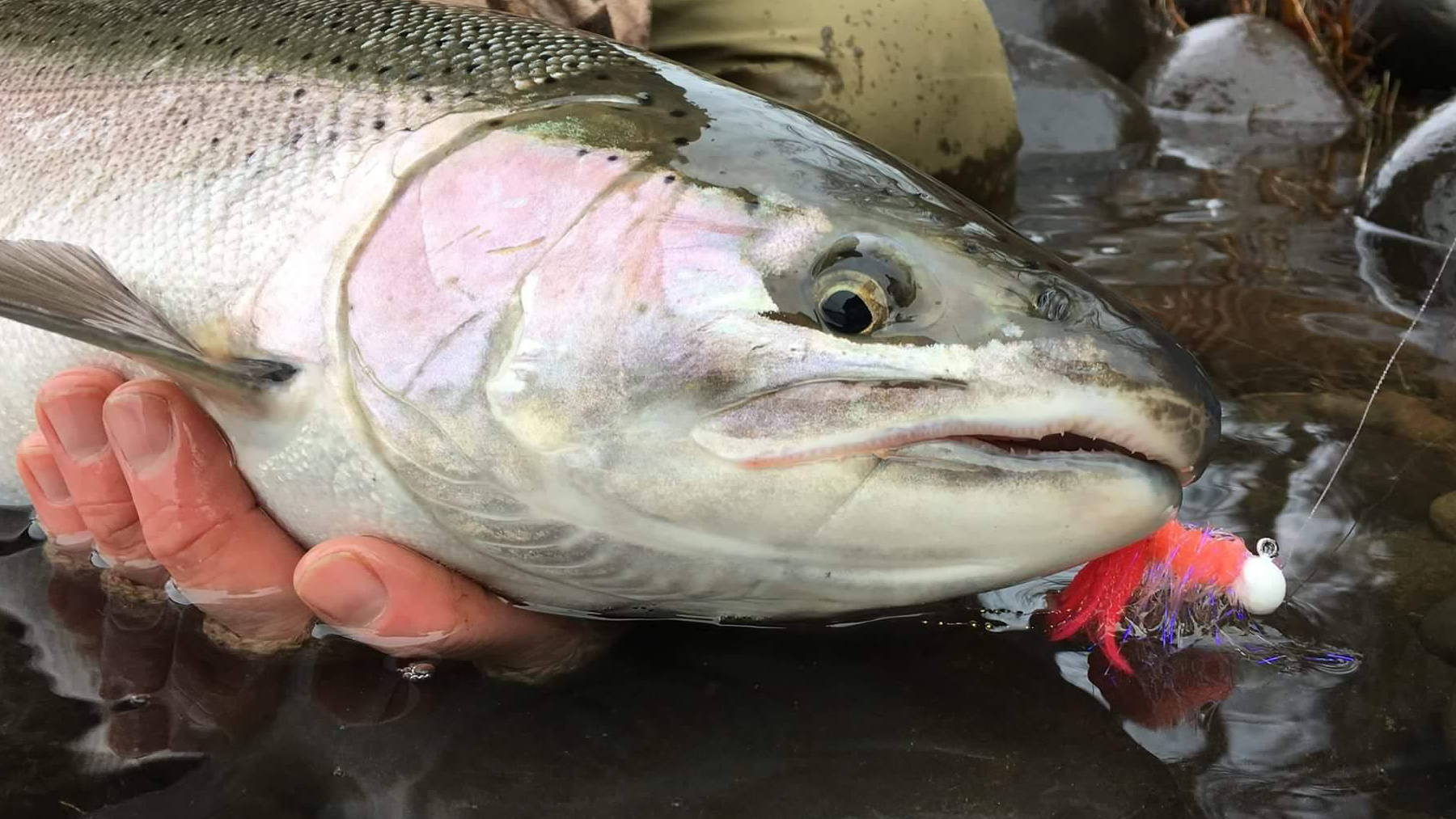 INSANE MARCH STEELHEAD BOBBER DOWNS  WINTER STEELHEAD FISHING#steelheadfishing  