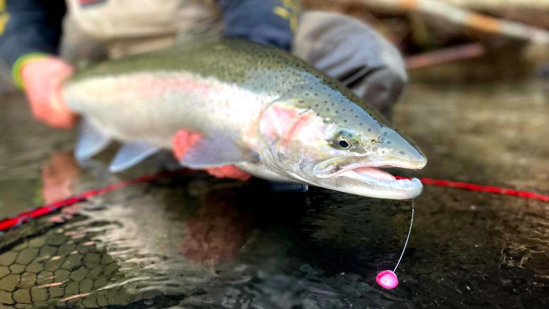 steelhead tackle