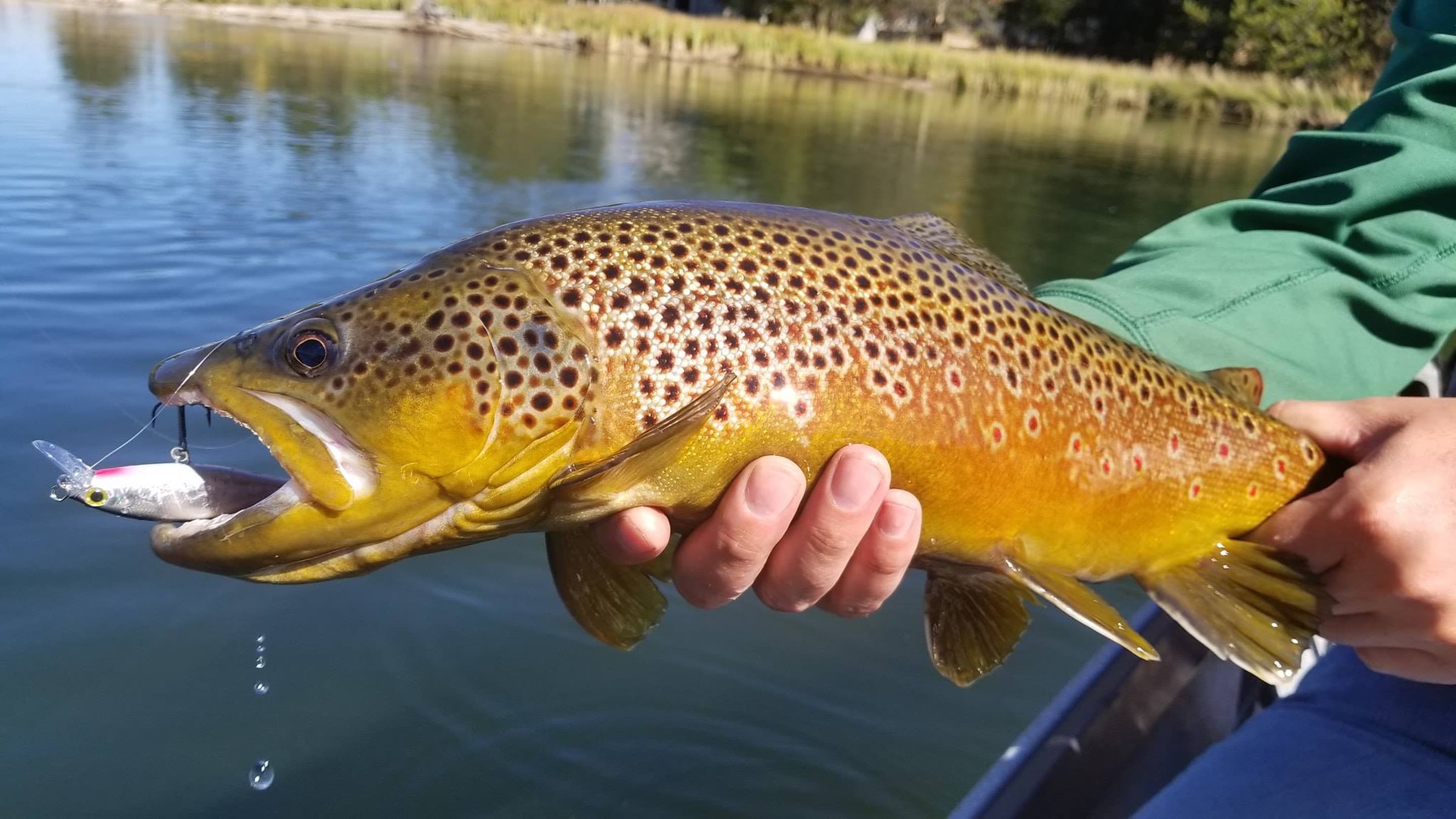 Trout Hardware Jigging