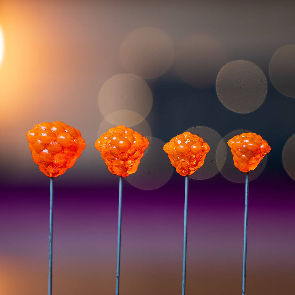 OG Egg Clusters - Transparent