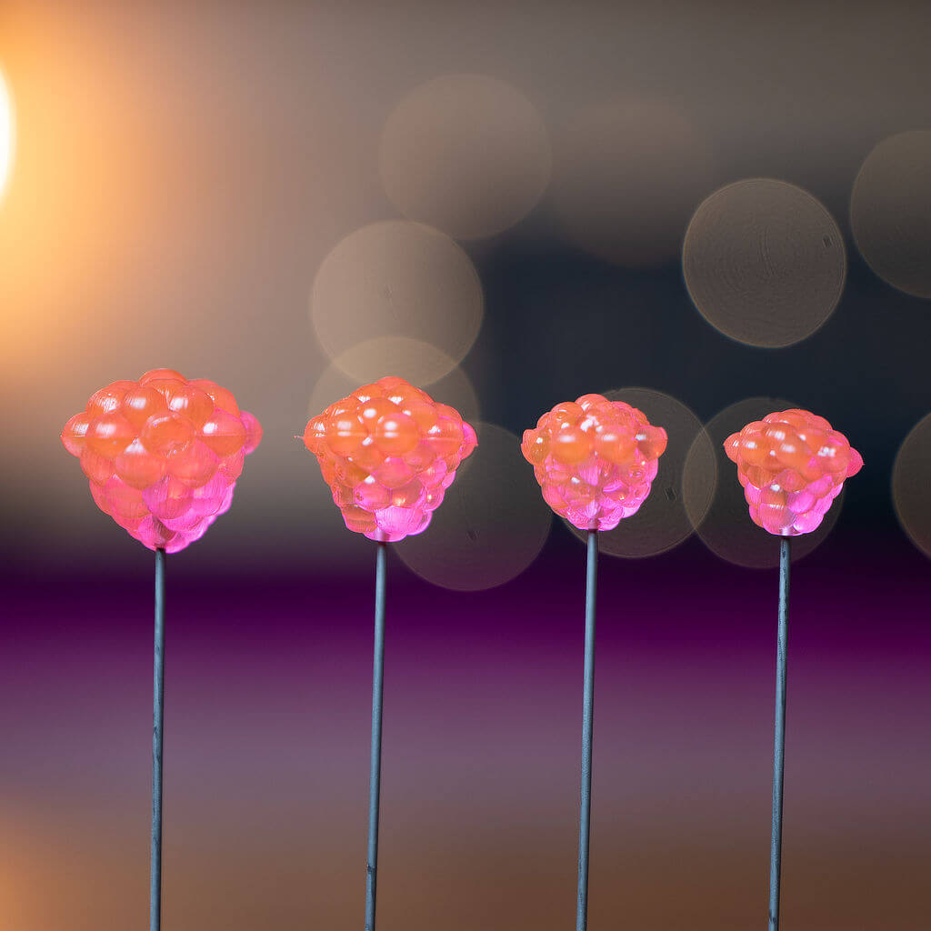 OG Egg Clusters - Transparent