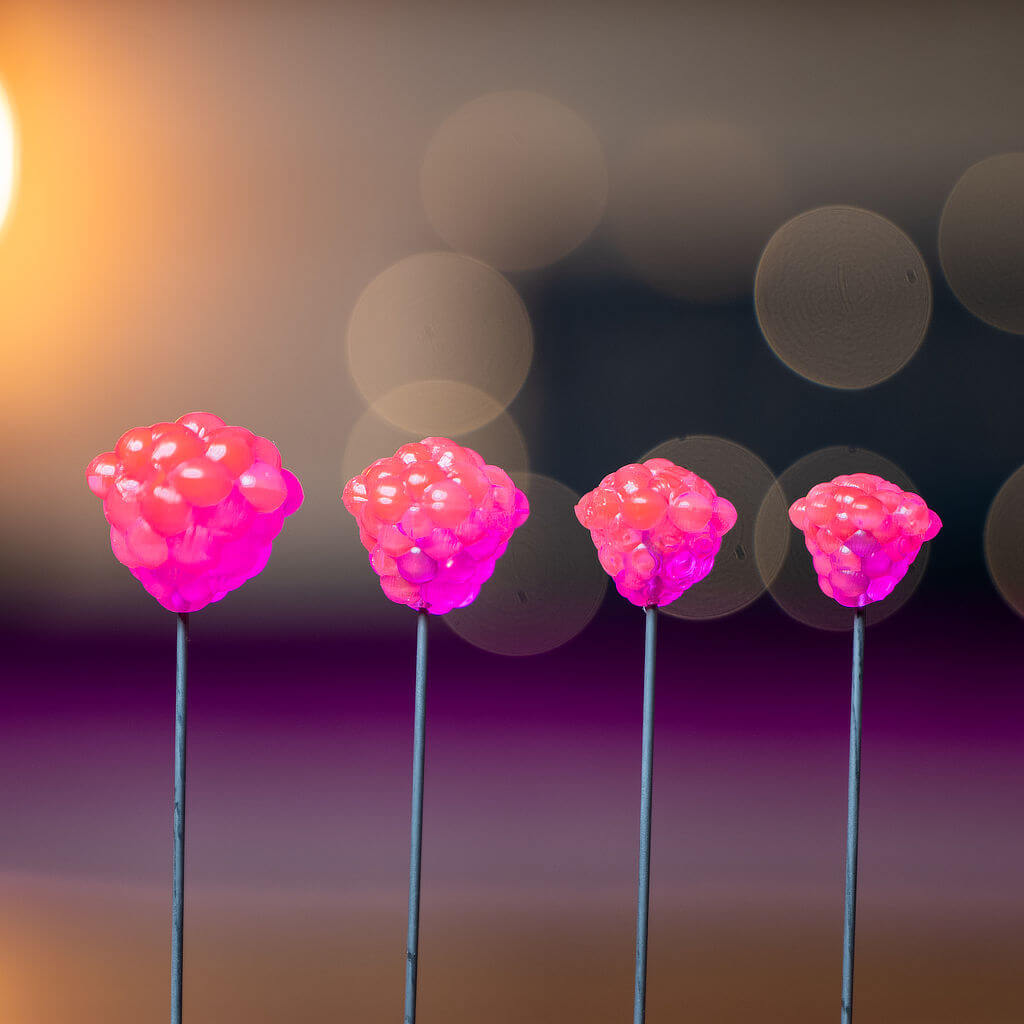 OG Egg Clusters - Transparent