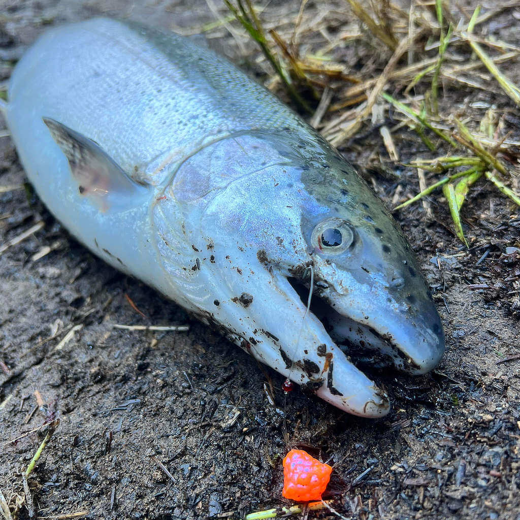 OG Egg Clusters - Hyper ICE