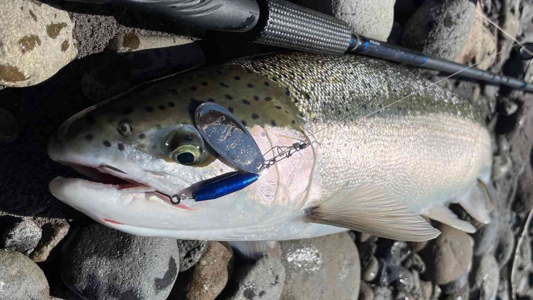 Steelhead Slammer