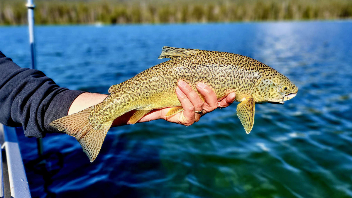 Elevated Tackle Steelhead Salmon Trout Premium Fishing Tackle