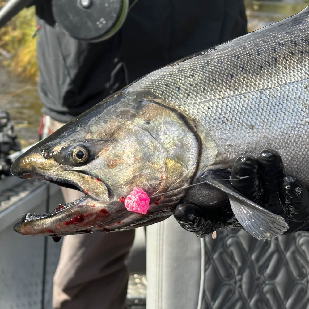 Steelhead Egg Clusters - Glow Frost | Soft Okie Drifter - Gooey