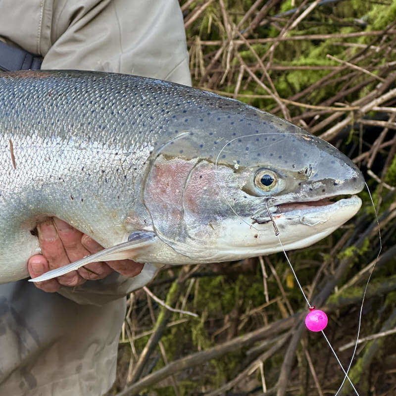 How to catch trout and salmon on beads